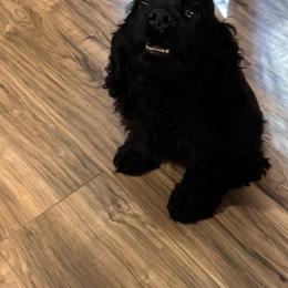 Cocker Spaniel Puppies from Anastasia Knight's Cocker Spaniels