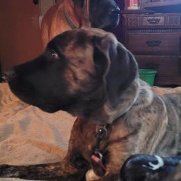 Mastiff puppies from Angela's Mastiffs
