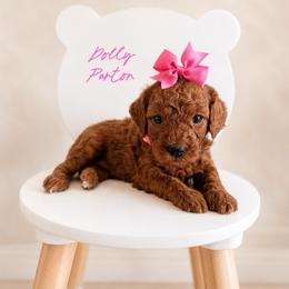 Dolly Parton - Red  female Goldendoodle puppy in Hot Springs, Arkansas from Hot Springs Kennels