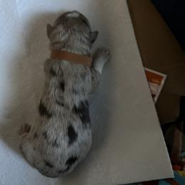 Australian Shepherd Puppies from Aussie Tree-O