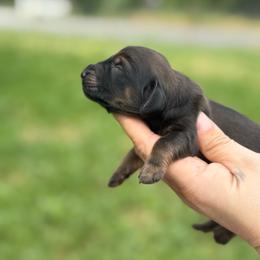 AKC SHADED RED LONGHAIR - Red male Dachshund puppy in Anderson, California from Golden Paws Dachshunds