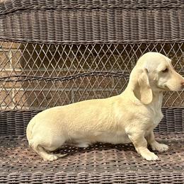 Biscuit - Dachshund