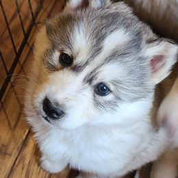 Pomsky and Siberian Husky Puppies from Osiris’s Siberians & Pomskies
