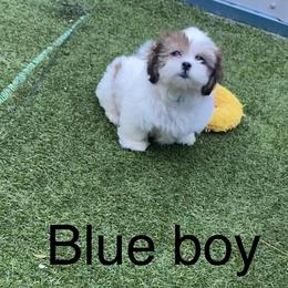 Hope boy 3 - Brindle and white male Shihpoo puppy in Zeigler, Illinois from Dandy Little  Shih Tzu, Shih Poo's and Toy Poodles