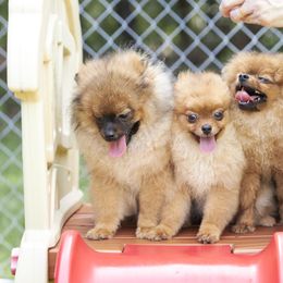 Pomeranian Puppies from Abbapoola Poms