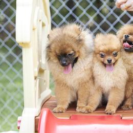 Pomeranian Puppies from Abbapoola Poms