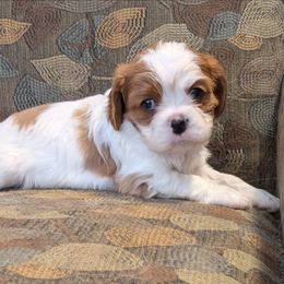 Jack O'Lantern - Blenheim male Cavalier King Charles Spaniel puppy in Marengo, Ohio from Buttin'Heads Cavaliers