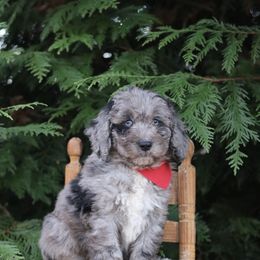 Sneezy - Blue merle male Aussiedoodle puppy in Lexington, Alabama from Johnson’s Highland Pride Aussiedoodles