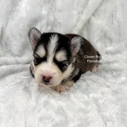 Minot - Black and white male Pomsky puppy in Sheffield, Iowa from Clover Ridge Pomskies
