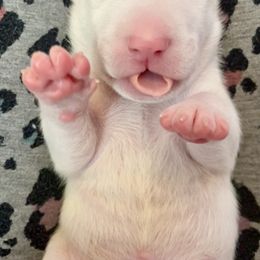 Miniature Bull Terrier Puppies from Tonka Miniature Bull Terriers