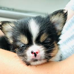 Eeyore - Black and tan male Chihuahua puppy in Hobgood, North Carolina from Four Kids’ Farms, LLC