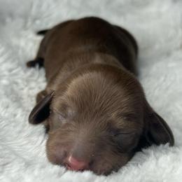 Chocolate boy - Chocolate male Dachshund puppy in Payette, Idaho from NT Mini Doxies