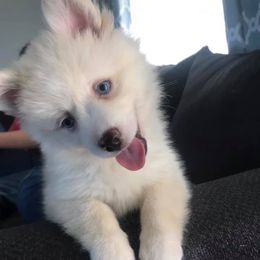 Pomskies from Valley View Pomskies