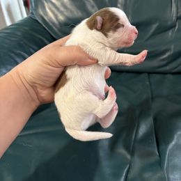 Elm - Red and white male Pomsky puppy in Aberdeen, Idaho from Willow Creek Cresteds
