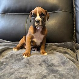 Boxer Puppies from Bellmont Boxers East TN