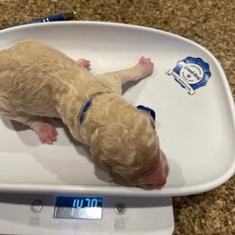 Boston - Cream male Poodle puppy in Mobile, Alabama from Semmy’s Standard Poodle LLC
