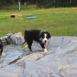 Australian Shepherd and Soft Coated Wheaten Terrier Puppies from Ironwood Ridge Kennels