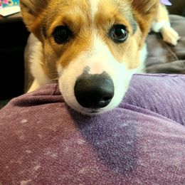 Nebula - Pembroke Welsh Corgi
