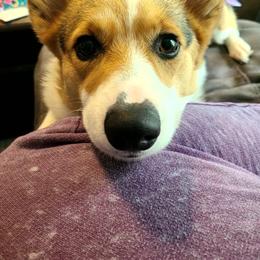 Nebula - Pembroke Welsh Corgi