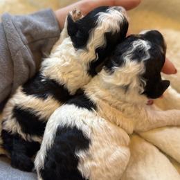 Snoopie - black and white Female with tan points - Parti female Poodle puppy in Canfield, Ohio from Poo's Doo's & Inu's