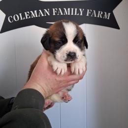 King Henry - White and brown male Saint Bernard puppy in Kinsman, Ohio from Coleman Saint Bernards of Ohio