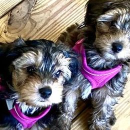 Yorkipoos and Yorkshire Terriers from Hoosier Hill Puppies