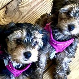 Yorkipoos and Yorkshire Terriers from Hoosier Hill Puppies