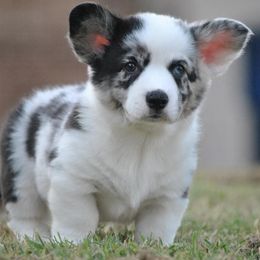 Cardigan Welsh Corgis from ShelShire Cardigans