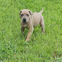 Yvette - Merle female Great Dane puppy in Jerusalem, Arkansas from Mara Danes
