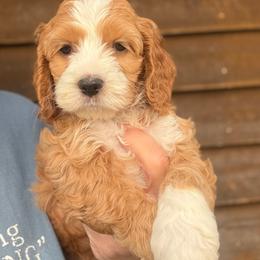 Cassiel - Red and white male Cockapoo puppy in Holton, Indiana from MoonShine Babies