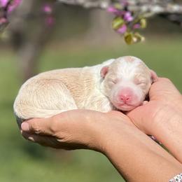 Solara - Gold female Border Collie puppy in Conway, Missouri from 2J 2K Border Collies | Maremma Sheepdogs