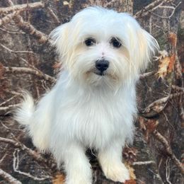Goldendoodles, Maltese, Maltipoos, and Poodles from Dream Paws Puppies, LLC