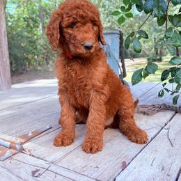 Red Male - Red  male Goldendoodle puppy in Buna, Texas from 7Lands Livestock