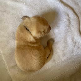 Boy 1 - Yellow Labrador Retriever puppy in Houston, Texas from Bahrking Heights Labradors