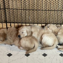 Golden Retriever Puppies from Chizan Goldens