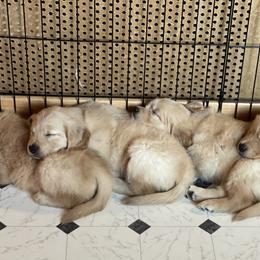 Golden Retriever Puppies from Chizan Goldens