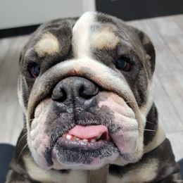 Skye - Bulldog