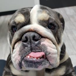 Skye - Bulldog