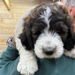 Tia - Merle-sable female Saint Berdoodle puppy in San Antonio, Texas from Mammoth Doodles
