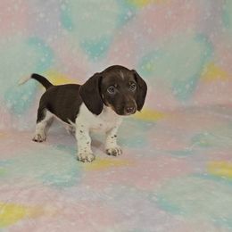 Dachshund Puppies from Newbern's Nuggets