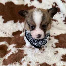 Mr. Red - Sable male Pembroke Welsh Corgi puppy in Arroyo Grande, California from Mid Valley Corgis