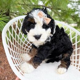 Valley - Tri-color female Bernedoodle puppy in Wamego, Kansas from Doodles of Oz