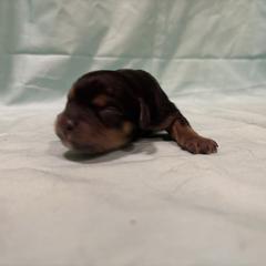 Vader - Tri-color male Cavachon puppy in Greeley, Colorado from Cute, Colorado Cavachons