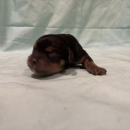Vader - Tri-color male Cavachon puppy in Greeley, Colorado from Cute, Colorado Cavachons