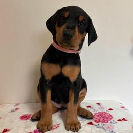 Eleanor - Black and rust female Doberman Pinscher puppy in Coplay, Pennsylvania from By My Side Germans Shepherds & Dobermans