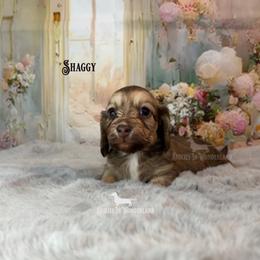 Shaggy - Cream male Dachshund puppy in Rainier, Oregon from Doxies in Wonderland
