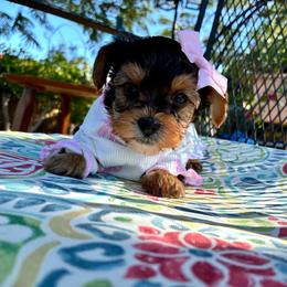 Celeste - Black and tan female Yorkshire Terrier puppy in Yuma, Arizona from Yuma Yorkie