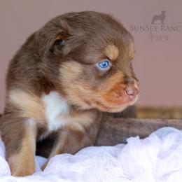 Girl 3 - Red tri-color female Australian Shepherd puppy in Athens, Alabama from SunSet Ranch Aussies