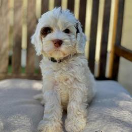 Dove - Chalk female Australian Labradoodle puppy in Morgan Hill, California from Loving Labradoodles