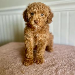 Cheerios - Red  male Goldendoodle puppy in Taylorsville, North Carolina from Heartfelt Doodles